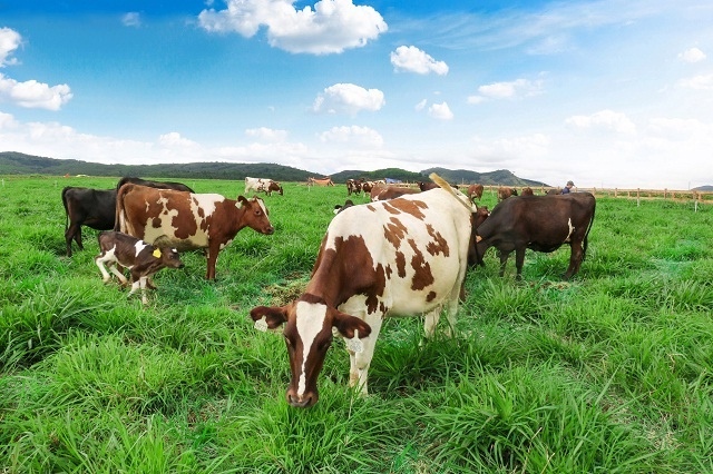 Vinamilk: Chú trọng chất lượng ESG nhằm đáp ứng yêu cầu nhà đầu tư ngoại
