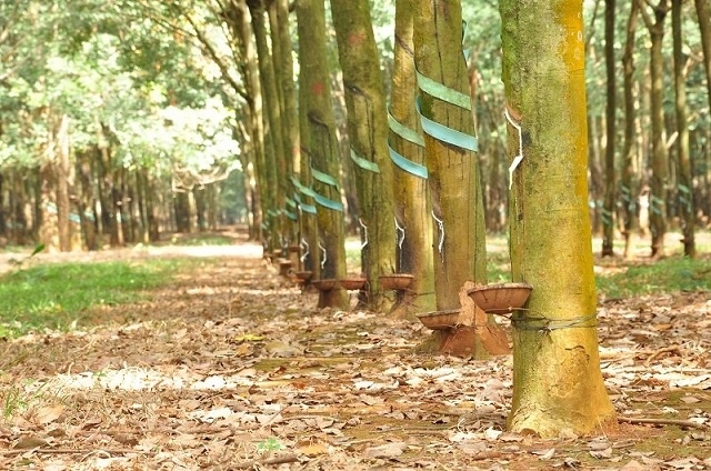 Doanh nghiệp cao su nào có lợi nhuận vượt kế hoạch năm chỉ sau 6 tháng?