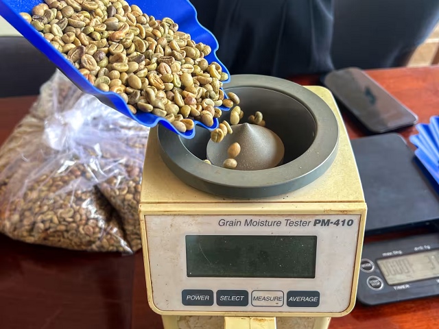 "Mùa bội thu" của người trồng cà phê Việt: Giá tăng, xuất khẩu vọt 61%