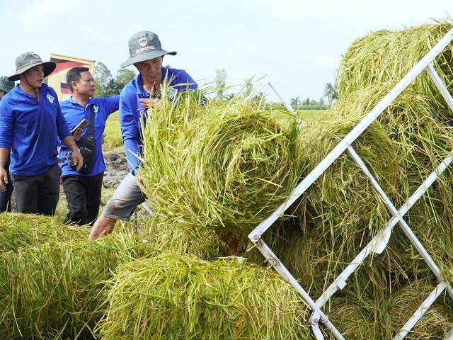 Tuần hoàn rơm rạ: Từ chi phí ẩn đến “mỏ vàng” carbon thấp cho ngành lúa ...