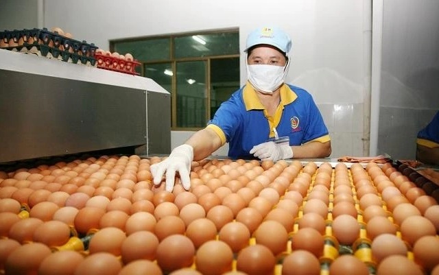 “Đại gia" trứng gà Ba Huân nợ thuế hơn 51 tỷ đồng, bị cưỡng chế dừng thủ tục hải quan