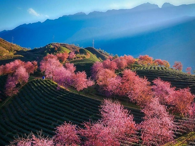 Lào Cai chọn được nhà đầu tư làm khu đô thị sinh thái tại thắng cảnh nổi tiếng Đồi chè Ô Quý Hồ
