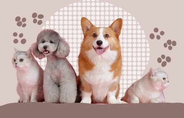 MIAPET - Nền tảng tiên phong cho cộng đồng yêu thú cưng Việt Nam