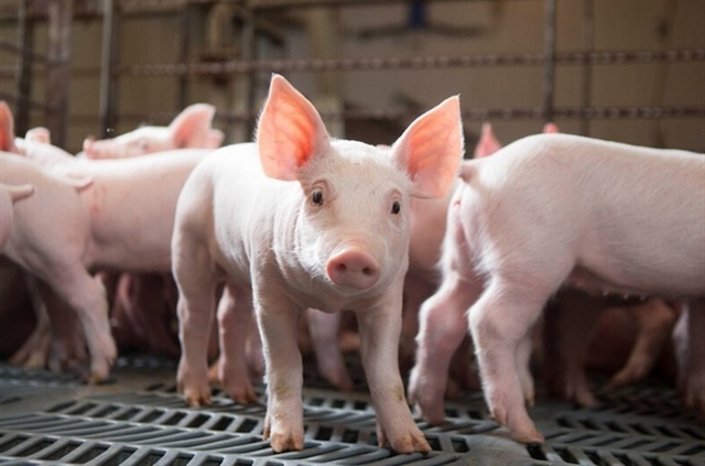 Giá heo hơi tiếp đà tăng, nhiều nơi lên 70,000 đồng/kg
