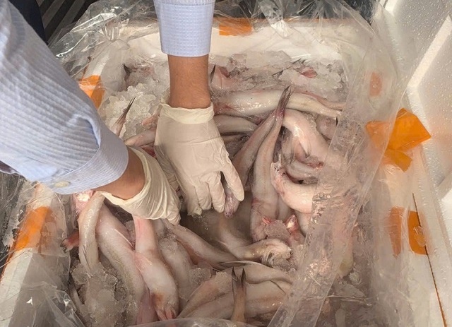 Phát hiện trên 10 tấn cá khoai chứa chất bảo quản cực độc