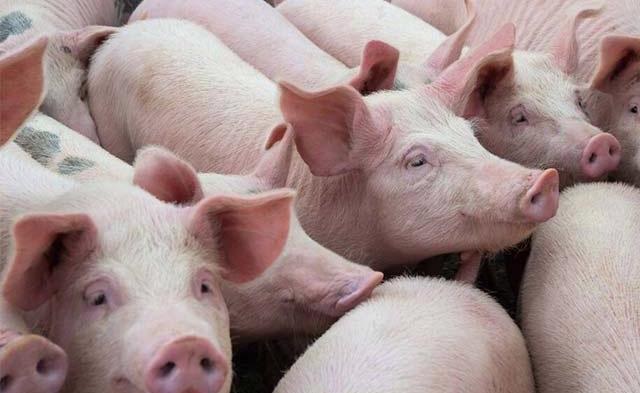 ‘Trùm chăn nuôi’ Dabaco kết năm lãi hơn 1.5 ngàn tỷ dù giá heo quý 4 giảm mạnh