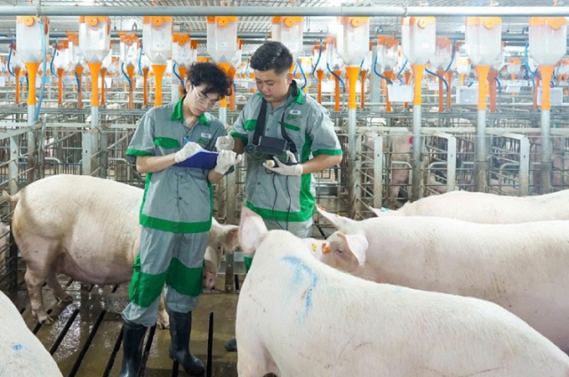 Sản lượng bán heo quý 4 của BAF tăng trưởng 73% trong bối cảnh khó khăn của ngành chăn nuôi