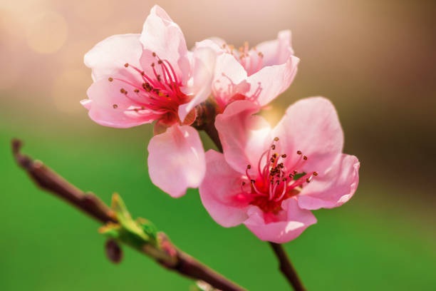 Quỹ đầu tư mua, bán gì trước kỳ nghỉ Tết?