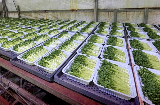 Doanh nghiệp chế biến rau quả đặt mục tiêu lãi kỷ lục