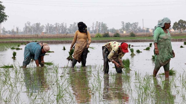 Cú sốc với nông dân Việt Nam, Thái Lan và Ấn Độ