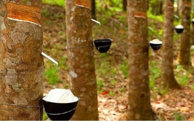 Một doanh nghiệp cao su bất ngờ tăng trần 5 phiên, HOSE yêu cầu giải trình