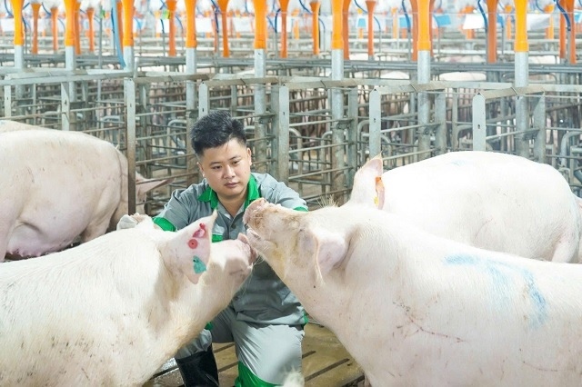 UBND Hà Nội xem xét đề xuất ‘chung cư nuôi heo’ thứ 2 của BAF
