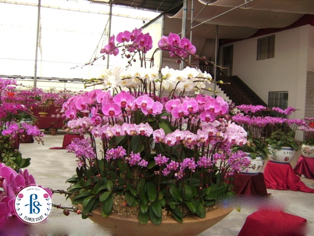 Mua lan hồ điệp thiết kế riêng tại shop hoa FlowerSight