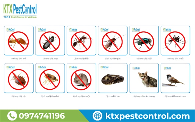 KTX Pest Control – Công ty diệt côn trùng và kiểm soát dịch hại chuyên nghiệp cho doanh nghiệp