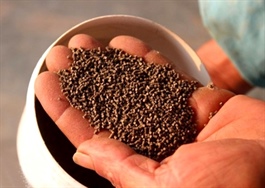 Thức ăn nuôi tôm: Nơi phát thải carbon và bài toán chi phí gặp nhau